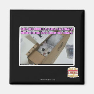 Anruf 1-800-LOLCATS Magnet