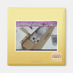 Anruf 1-800-LOLCATS Magnet
