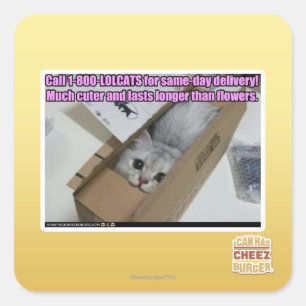 Anruf 1-800-LOLCATS Quadratischer Aufkleber