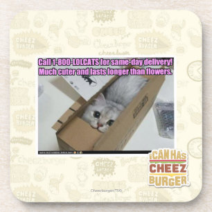 Anruf 1-800-LOLCATS Untersetzer