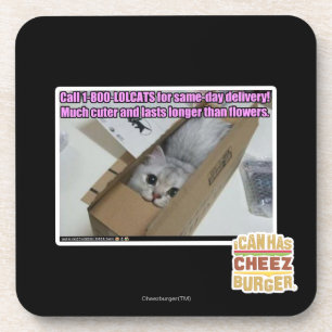 Anruf 1-800-LOLCATS Untersetzer