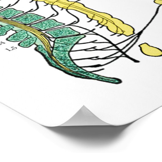 ANS-Poster für das autonome Nervensystem Poster (Ecke)