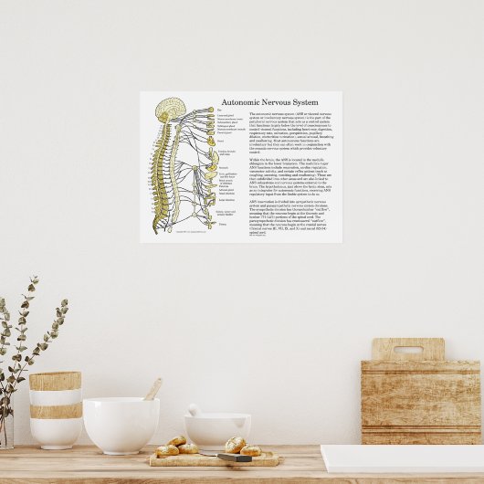 ANS-Poster für das autonome Nervensystem Poster (Küche)