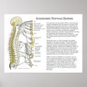 ANS-Poster für das autonome Nervensystem Poster (Vorne)