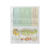 ANS Subluxation Effects Reißen von Pads Notizblock (Rotiert)