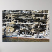 Ansammlung der Pinguine Poster (Vorne)