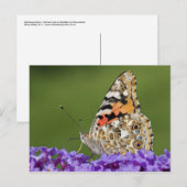 Ansammlung Nectar Postkarte (Vorne/Hinten)