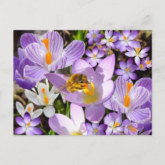 Ansammlung Nectar von Crocus Blume Postkarte (Vorderseite)