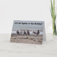 Ansammlung Sea Gull Birds treffen Geburtstag zusam