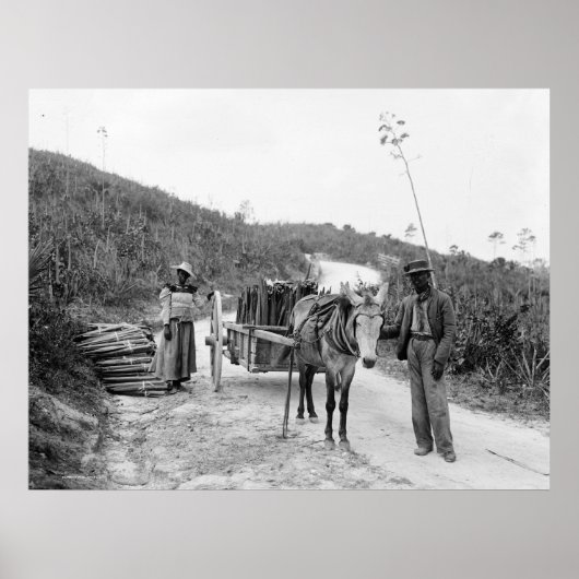 Ansammlung Sisal, Nassau, Bahama-Inseln, c1900 Poster (Vorne)