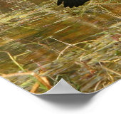 Anschara in den Everglades Poster (Ecke)