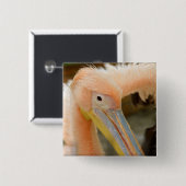 Anschauen der Pelican Button (Vorne & Hinten)