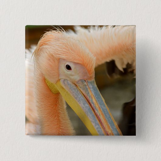 Anschauen der Pelican Button (Vorderseite)