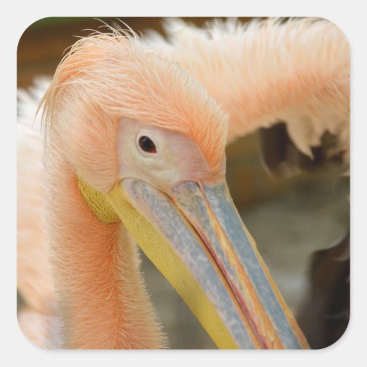 Anschauen eines Pelikanstickers Quadratischer Aufkleber (Vorderseite)