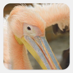 Anschauen eines Pelikanstickers Quadratischer Aufkleber