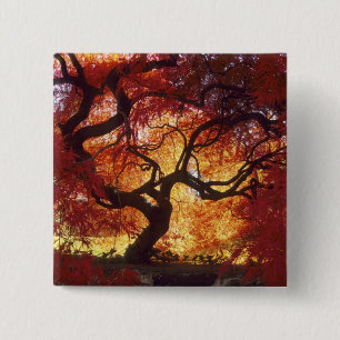 Anschluss: Darien, Japanischer Ahorn "Acer Button