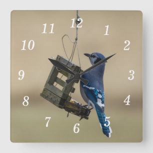 Anschwellen der blauen Jay-Wall-Uhr Quadratische Wanduhr