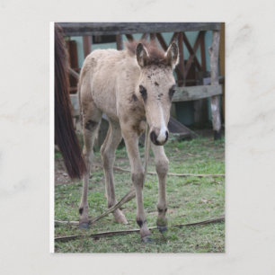 Anse1 Postkarte