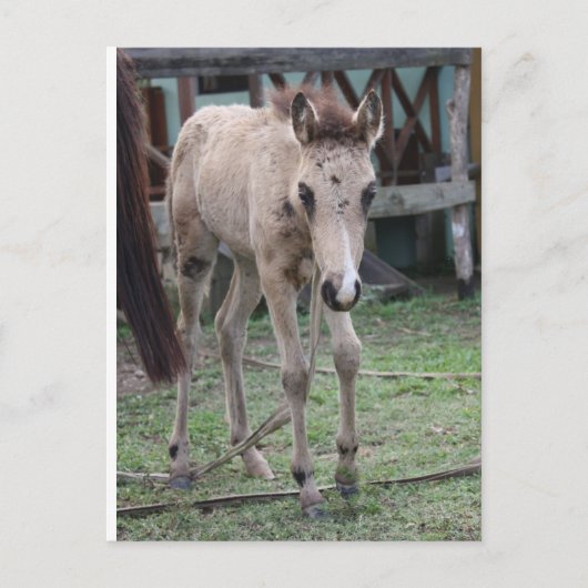 Anse1 Postkarte (Vorderseite)