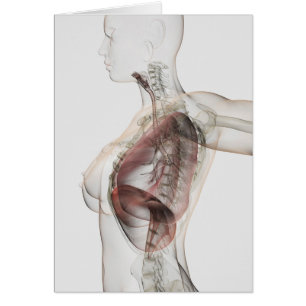 Ansicht 3D des weiblichen Atmungssystems 2