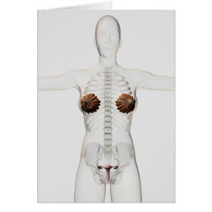 Ansicht 3D des weiblichen Reproduktionssystems