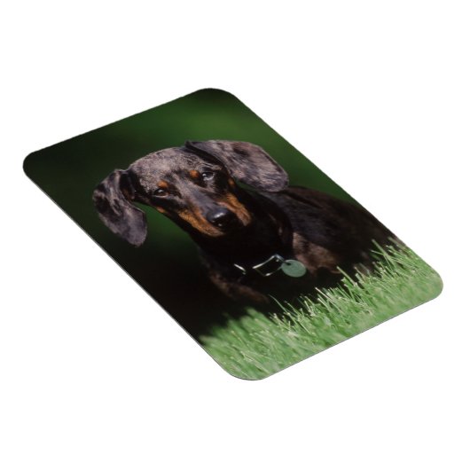 Ansicht der appelfarbenen Dackel Magnet (Rechte Seite)