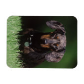 Ansicht der appelfarbenen Dackel Magnet (Horizontal)