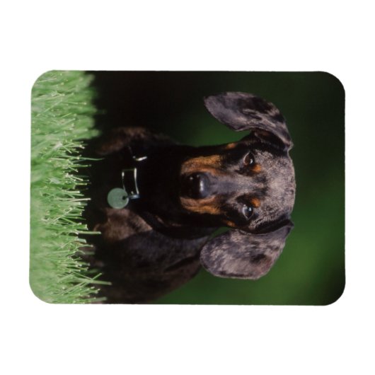 Ansicht der appelfarbenen Dackel Magnet (Horizontal)