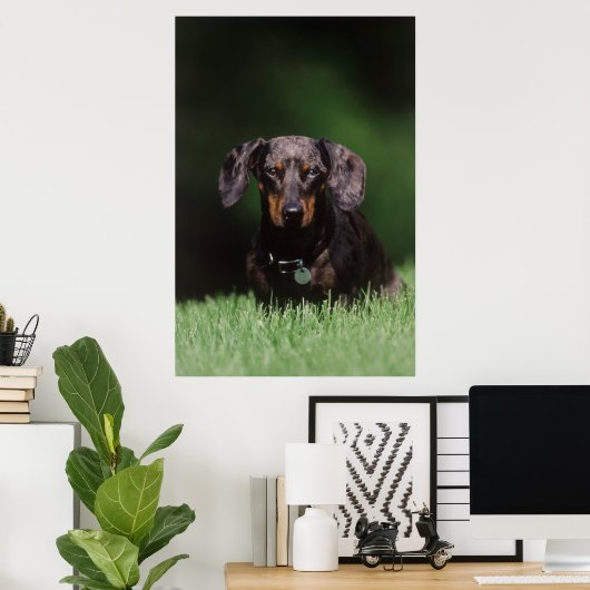 Ansicht der appelfarbenen Dackel Poster (Heimbüro)