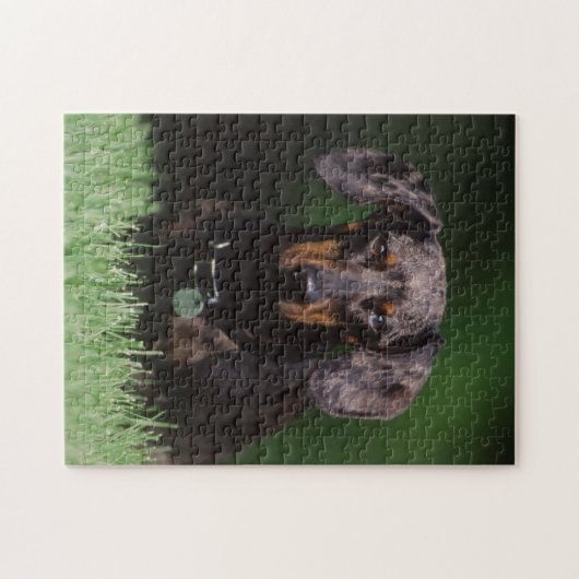 Ansicht der appelfarbenen Dackel Puzzle (Horizontal)