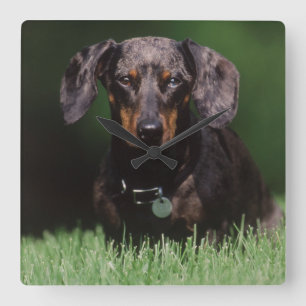 Ansicht der appelfarbenen Dackel Quadratische Wanduhr