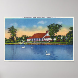 Ansicht der Hoopes Park-Schwäne auf dem See Poster