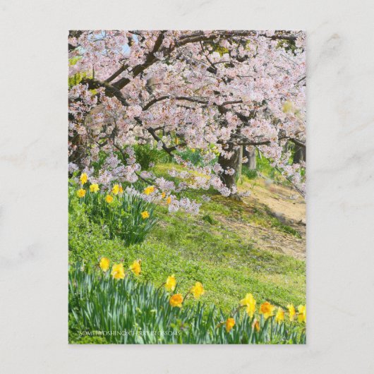 Ansicht der Kirschblüten (& Wild Daffodil) Postkarte (Vorderseite)