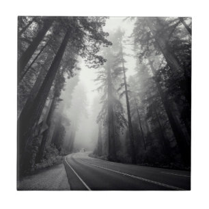 Ansicht der Mammutbaum-Bäume im Wald Fliese