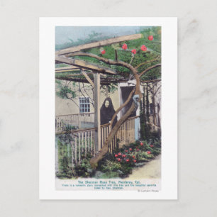Ansicht der Sherman-Rose TreeMonterey, CA Postkarte