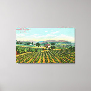 Ansicht des Giersberg VineyardNapa, CA Leinwanddruck