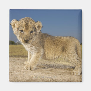 Ansicht des jungen Löwejungen (Panthera Löwe), Magnet