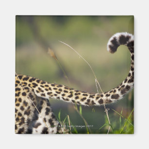 Ansicht des Leopard-Schwanzes (Panthera pardus), Magnet