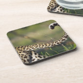 Ansicht des Leopard-Schwanzes (Panthera pardus), Untersetzer (Linke Seite)