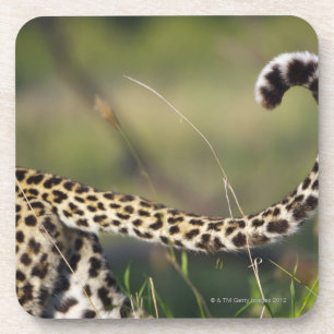 Ansicht des Leopard-Schwanzes (Panthera pardus), Untersetzer