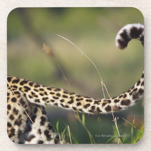 Ansicht des Leopard-Schwanzes (Panthera pardus), Untersetzer (Vorderseite)