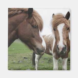 Ansicht des Pferds, Nahaufnahme Magnet