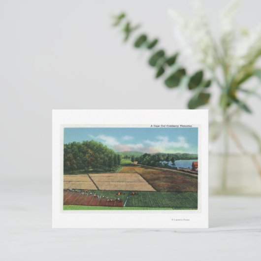 Ansicht einer Cranberry Plantation Postkarte (Stehend Vorderseite)