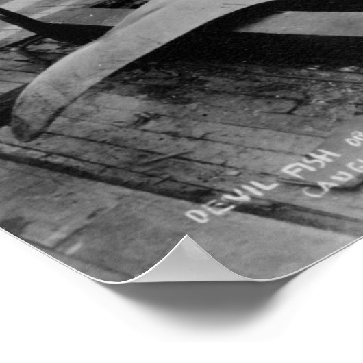 Ansicht eines Caught Manray Poster (Ecke)