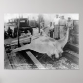 Ansicht eines Caught Manray Poster (Vorne)