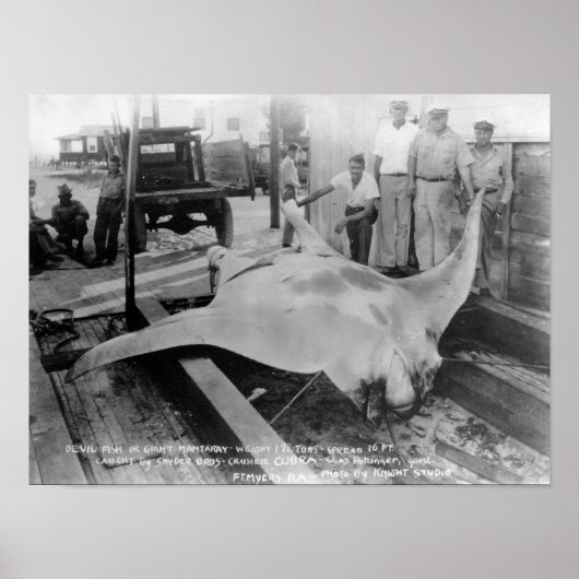 Ansicht eines Caught Manray Poster (Vorne)