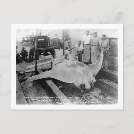 Ansicht eines Caught Manray Postkarte (Vorderseite)