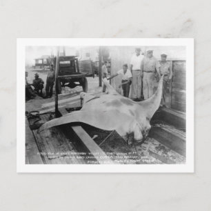 Ansicht eines Caught Manray Postkarte