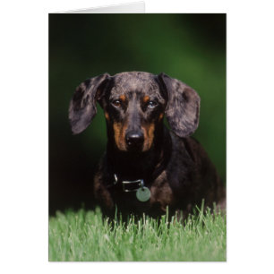 Ansicht eines Dapple-farbenen Dachshunds