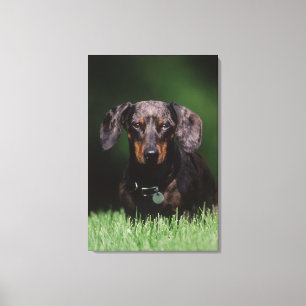 Ansicht eines Dapple-farbenen Dachshunds Leinwanddruck